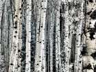 USA-Colorado Infrared of Aspens along the Kebler Pass Art Print